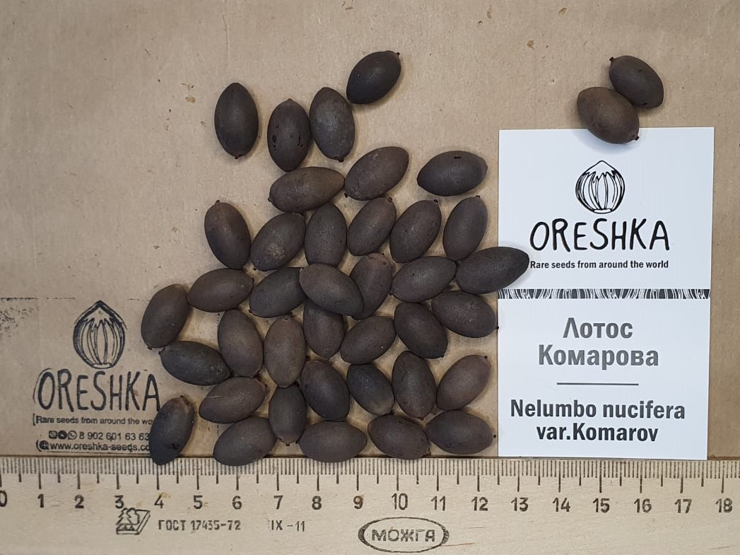 Komarov lotus seedling germination sprout aquatic container