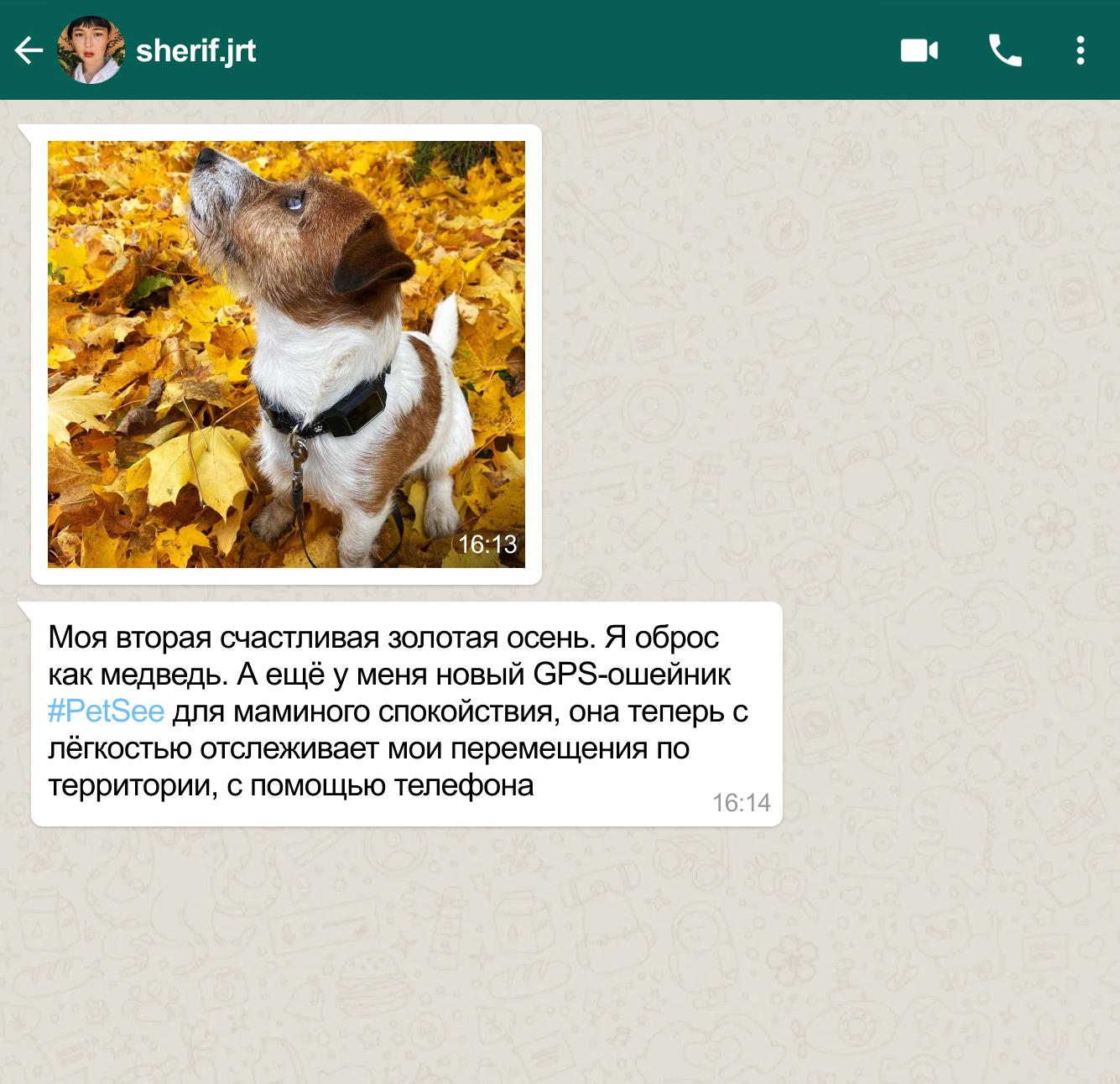 GPS-ошейник (трекер) для кошек Petsee купить на официальном сайте, цена ...