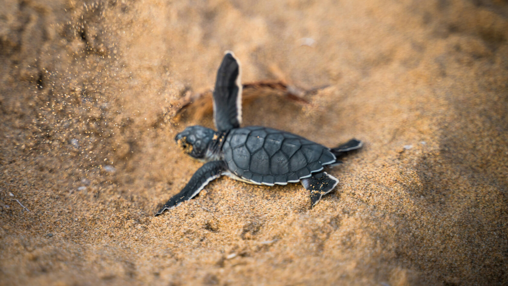  Ферма морских черепах в Косгоде. Шри-Ланка