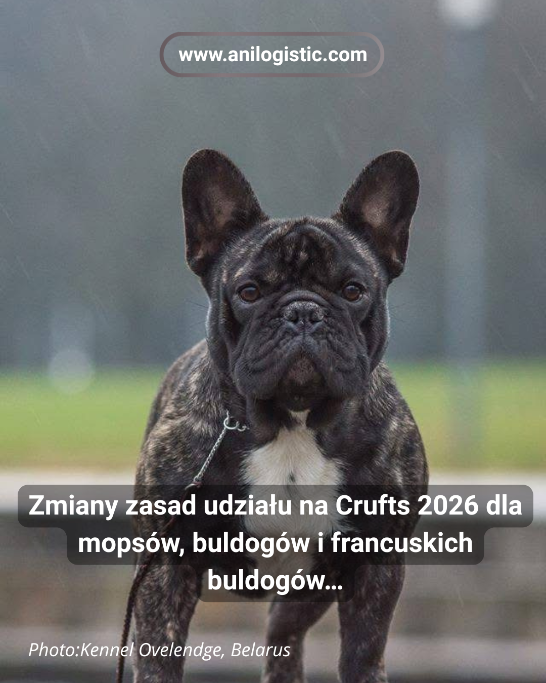 Mopsy, buldogi i buldogi francuskie na wystawie Crufts 2026 — nowe zasady dopuszczenia według oceny funkcji oddechowej RFG