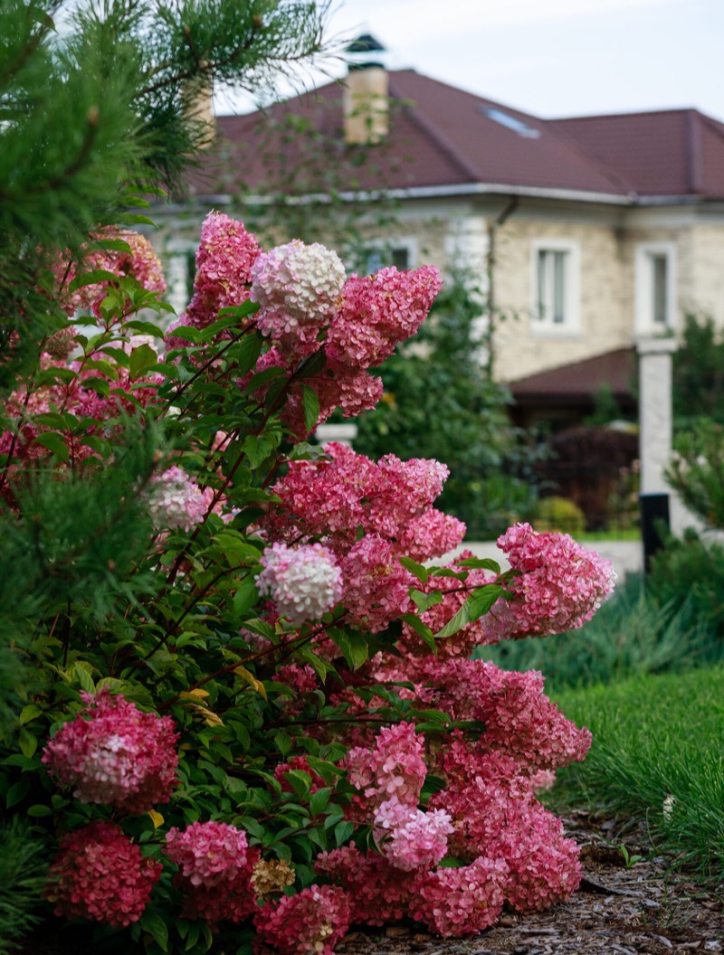 Сад «На Чистопрудной», фото 2