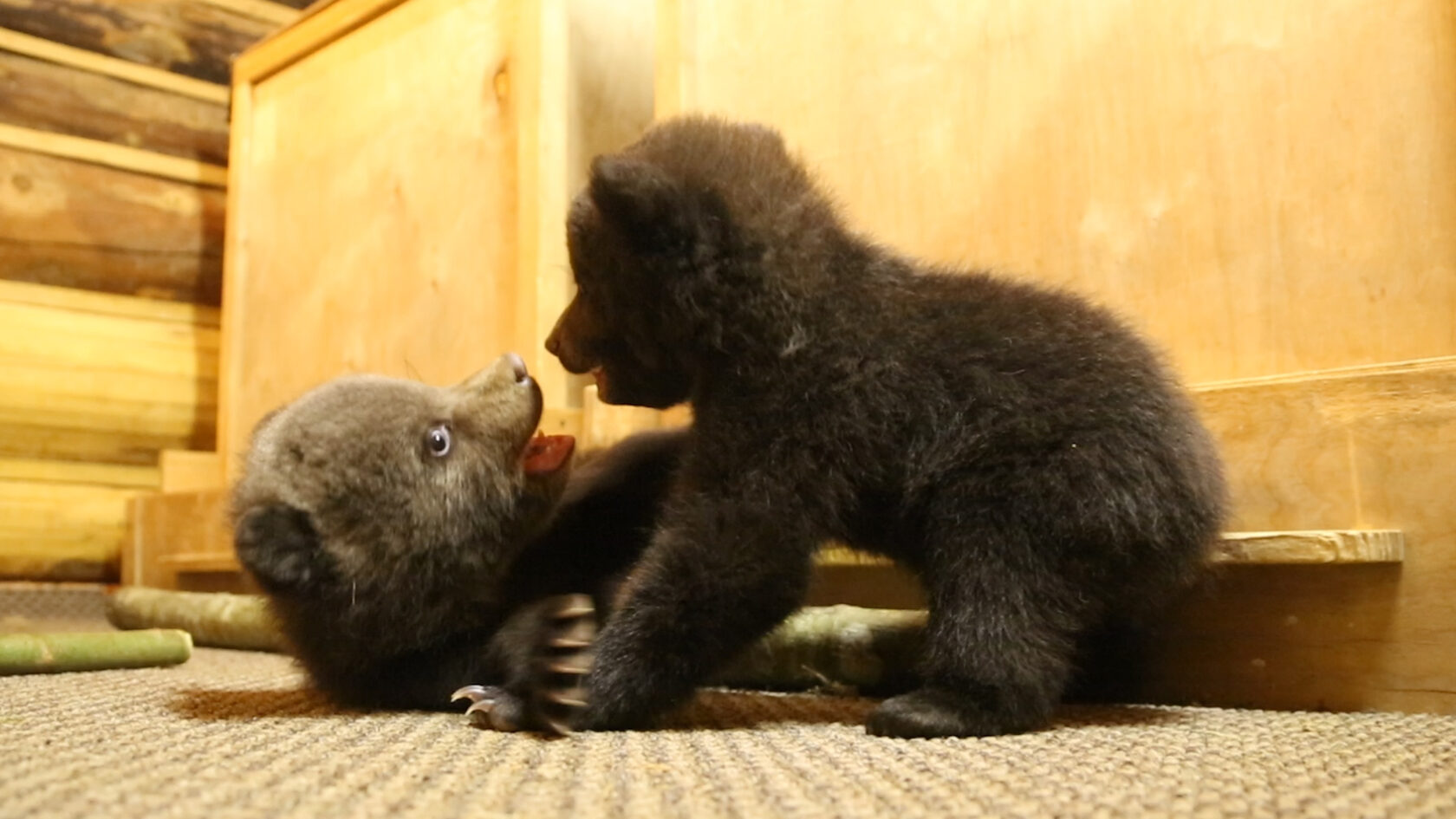 Новорожденные медвежата. Центр спасения медвежат-сирот. Мишка который спасает мишек. Мишка который спасает мишек. Грасс реклама про медвежат сирот.
