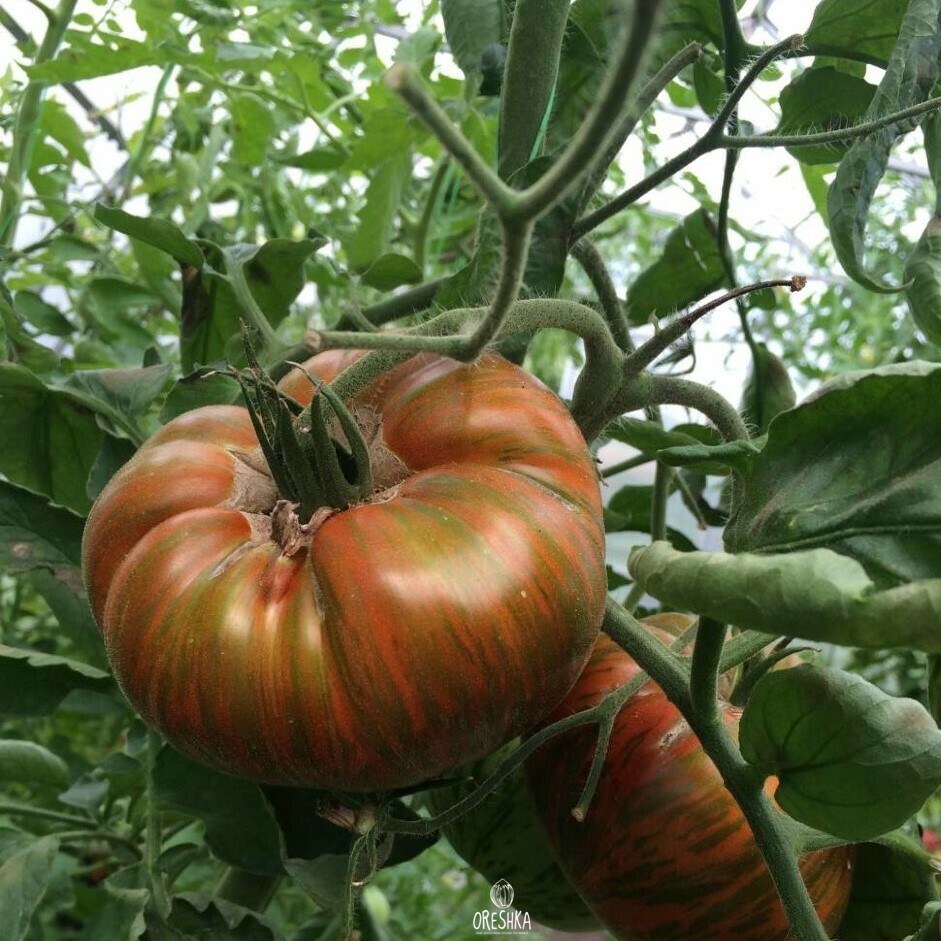 Seeds of Tomato striped chocolate (solanum lycopersicum) — 10 pcs
