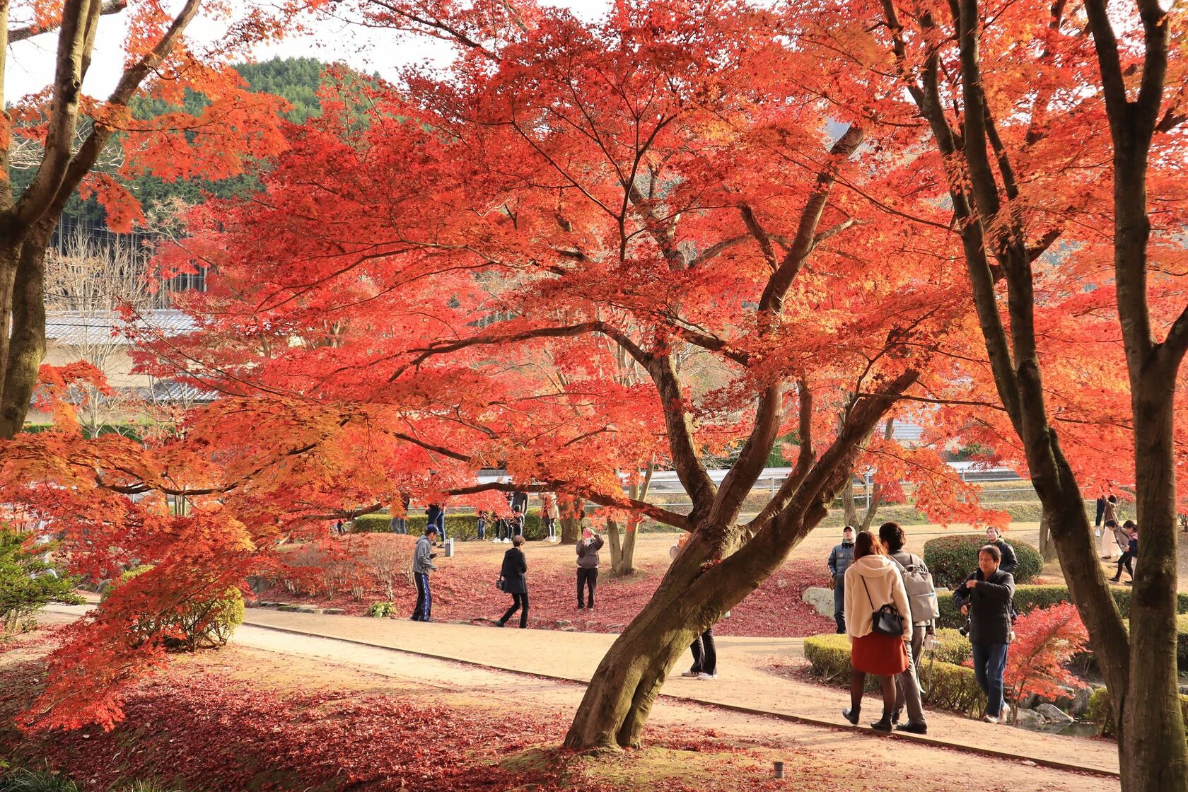 Любование листьями клёна в Японии