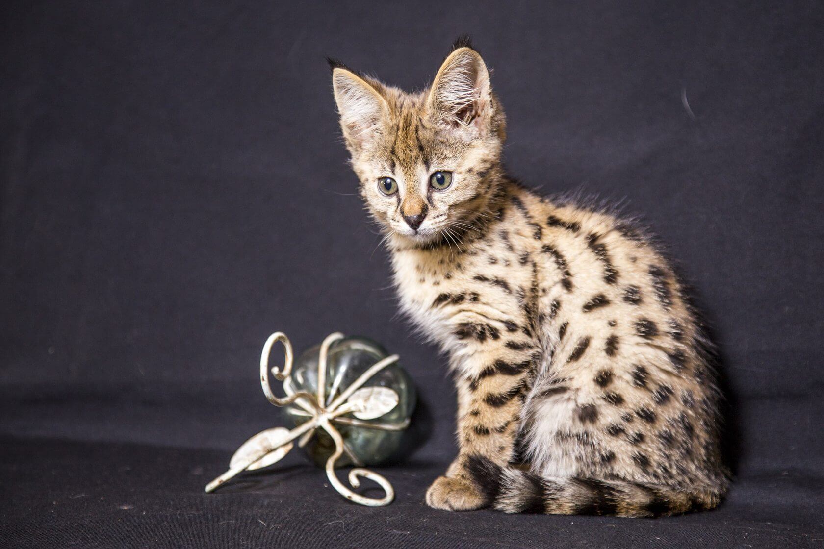Цена самой дорогой породы кошек. Сервал Ашера Саванна. Саванна (порода кошек). Порода Саванна (Ашера). Котята породы Королевский Ашер.
