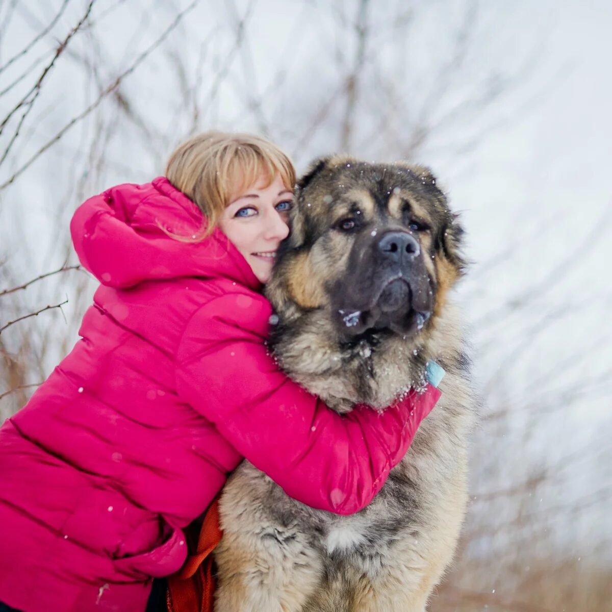 Dudusik Dog. Уроки - 5 особенностей кавказских овчарок, о которых вы  наверняка не знали - Помощь кавказским овчаркам