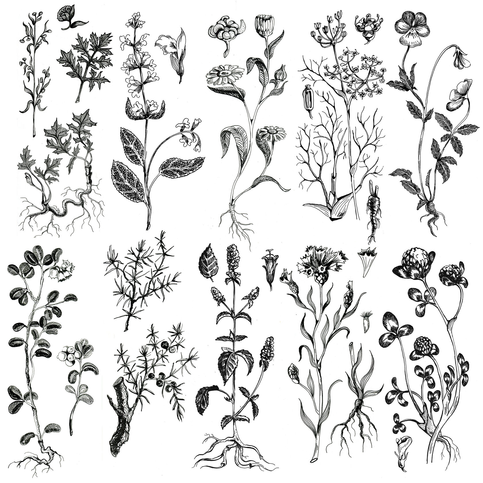 ботаническая иллюстрация