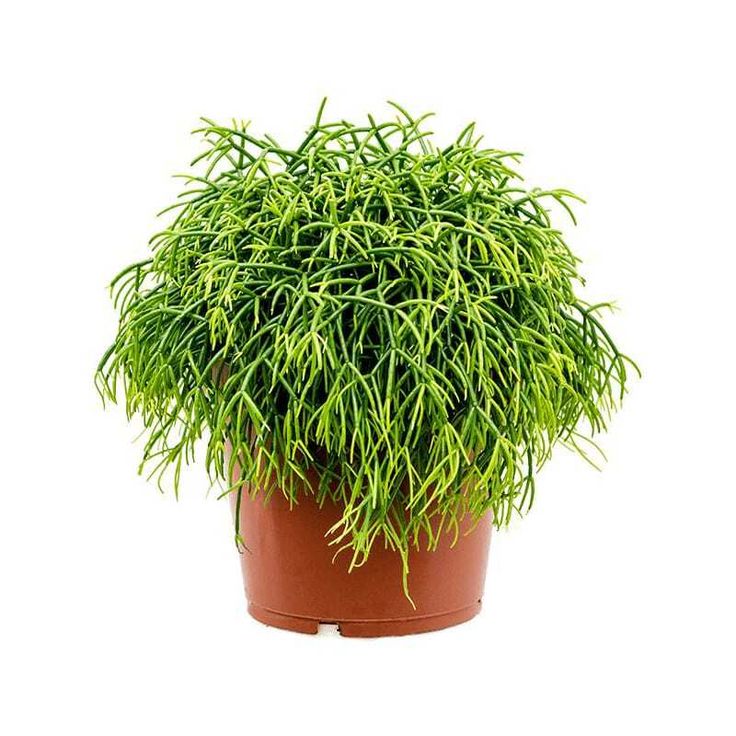 Green indoor plant in pot