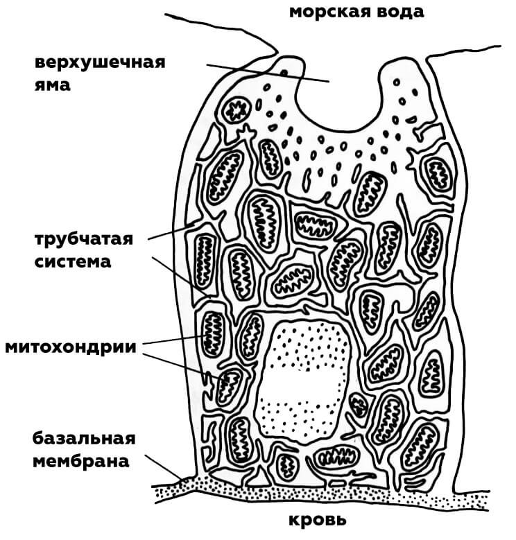 хлоридная клетка в жабре лосося узв форель