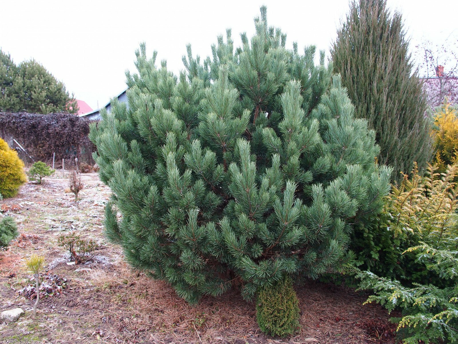 Уход за сосной Ватерери - Watereri и сосной черной - Pinus nigra| Блог о  ландшафтном дизайне