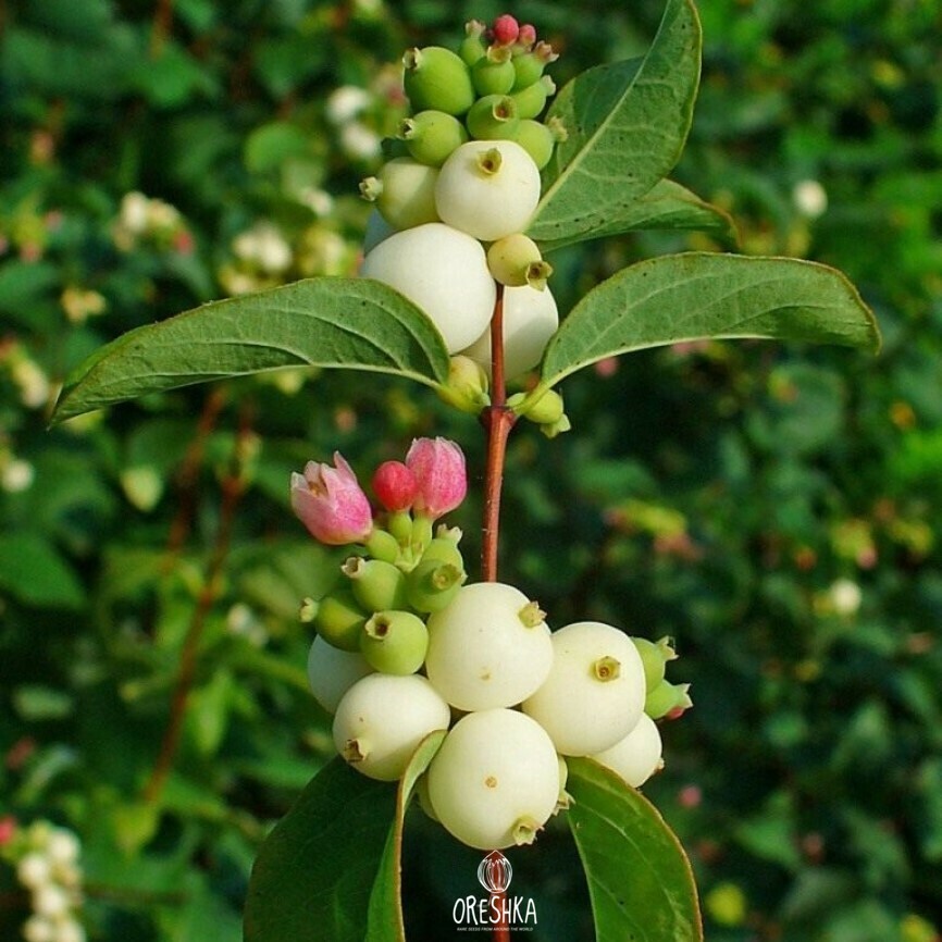 Symphoricarpos albus white snowberry berries clusters bare winter branches