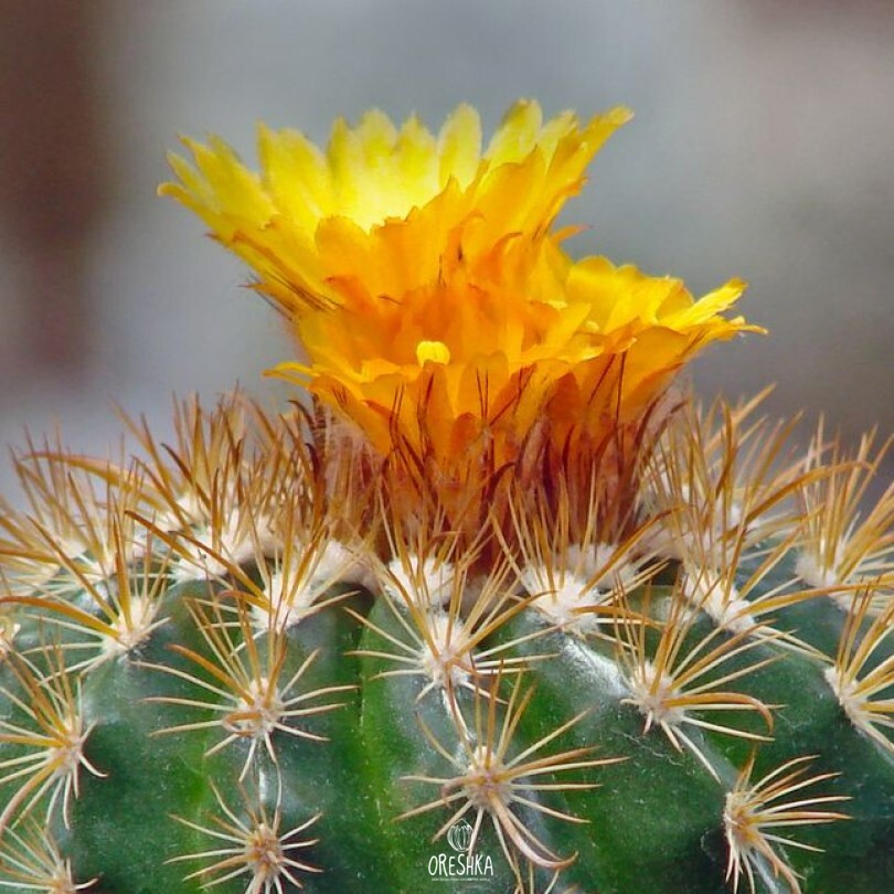 Seeds of Cactus Parodia bilbaoensis L 384 (Parodia bilbaoensis L 384) — 10 pcs