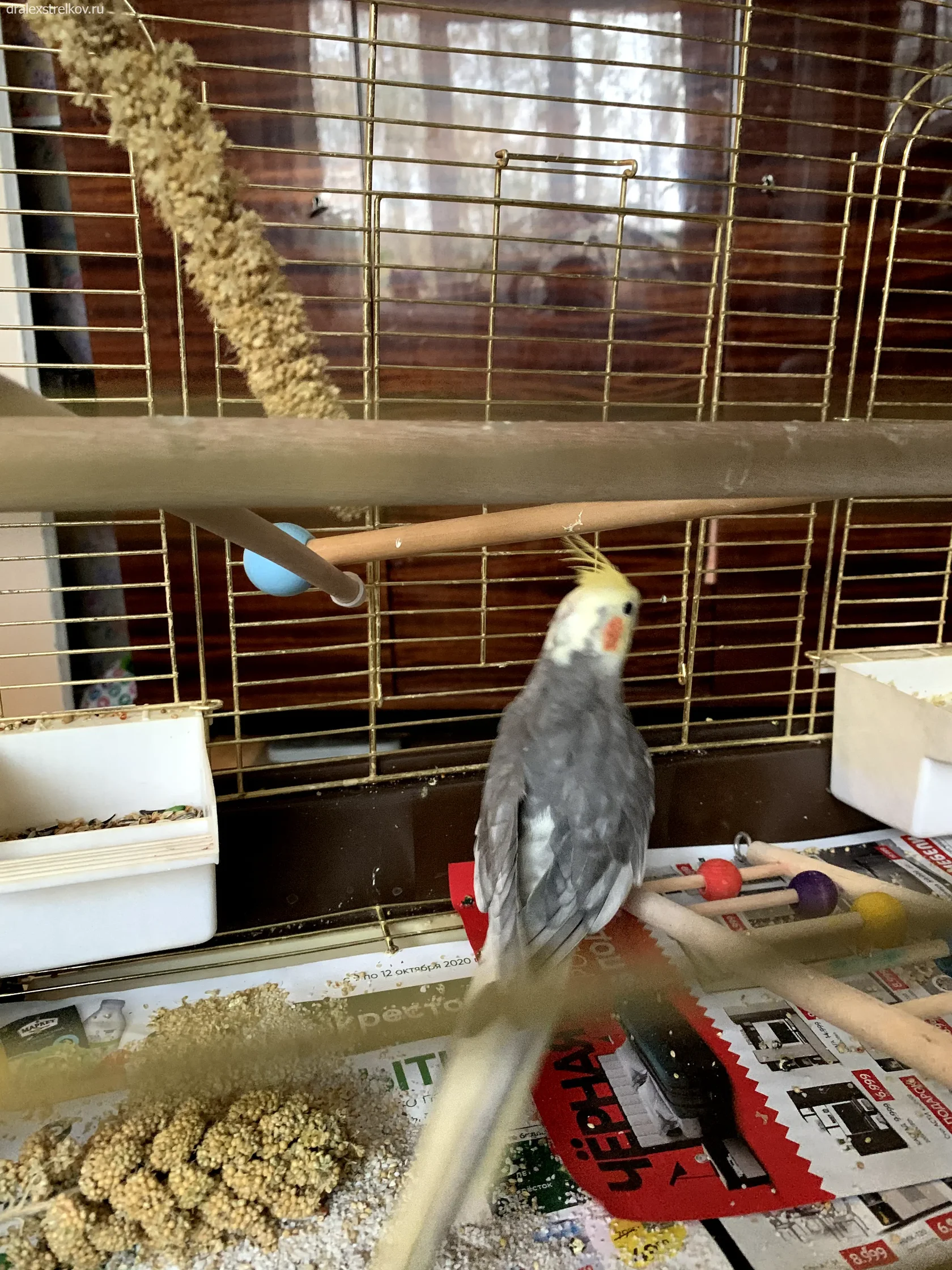 Попугай с инфекционным поражением оперения