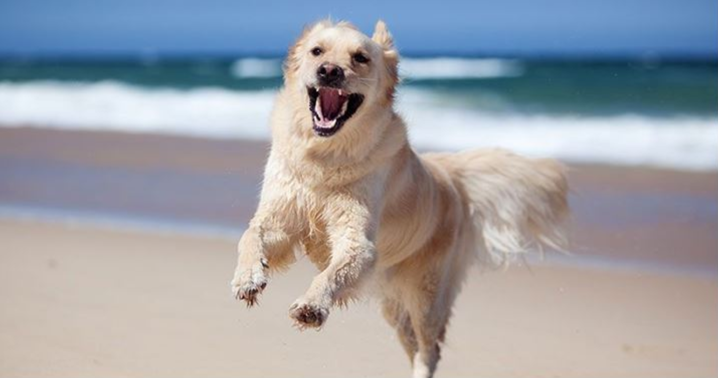 A happy dog Barkie running on the beach