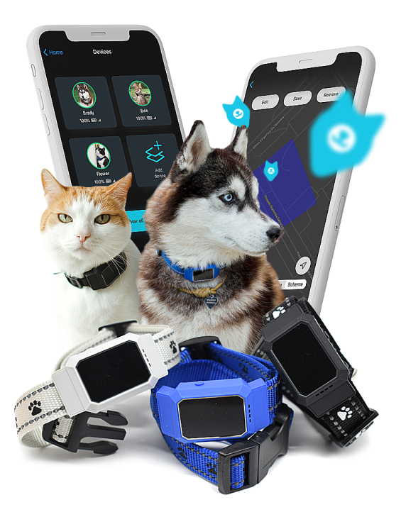 GPS-collar Petsee for cats and dogs