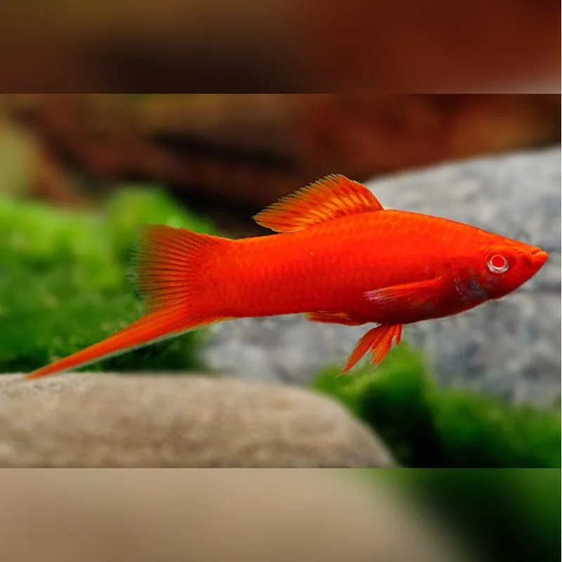 апистограмма бабочка электрик блю. петушок бетта спленденс самка. рыба пецилия аквариумная. красный меченосец рыбка аквариумная. рыбка петушок бетта.