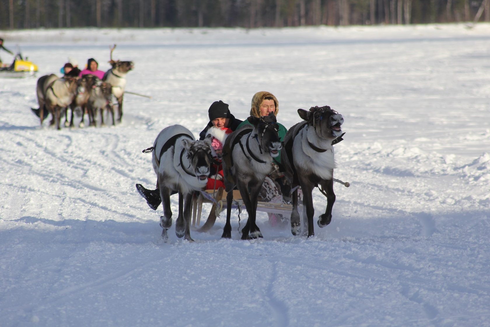 Самбург день оленевода