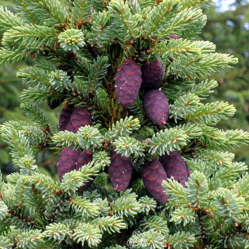 Ель черная Picea Mariana