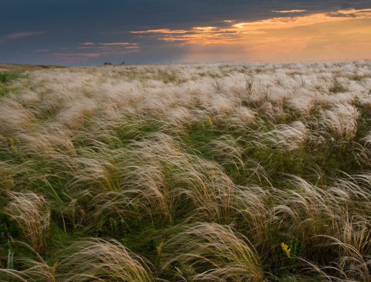 Шамайка донская фото