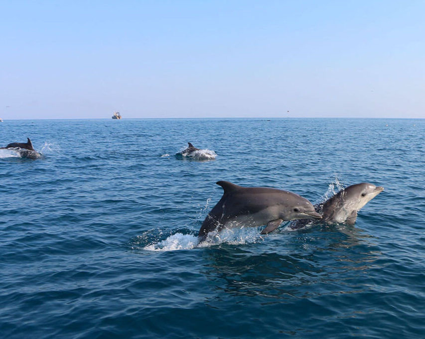 Азовское море дельфины
