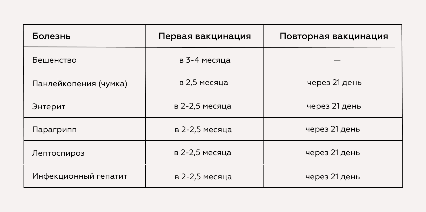 За сколько дней перед прививкой глистогонить