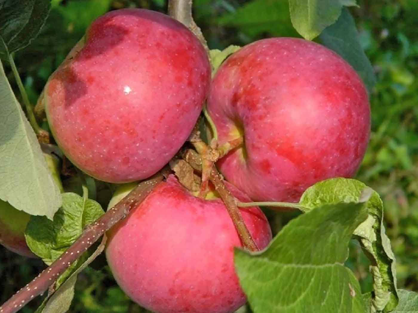 Сорт яблок Женева Эрли