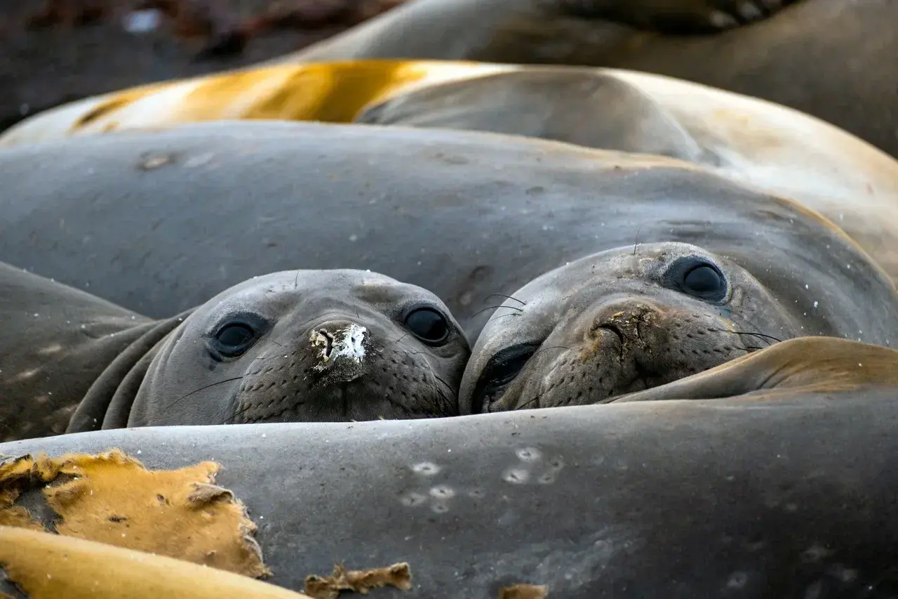Elephant seals resting together on an Antarctic beach during a wildlife expedition in Antarctica