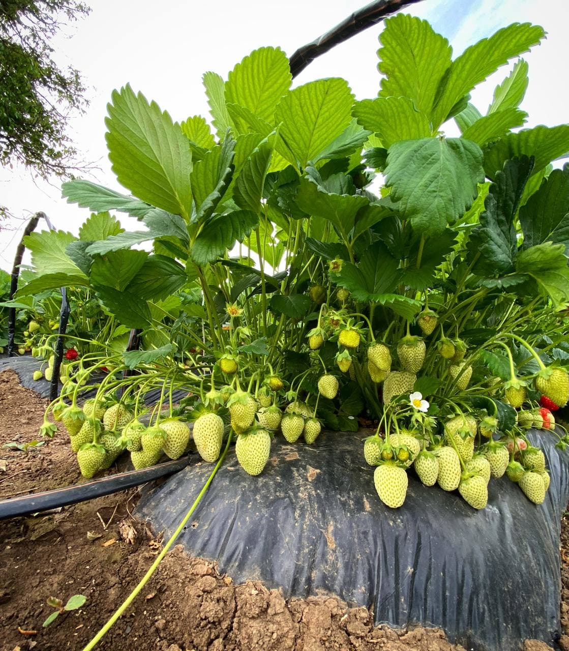 Таблица Препараты от болезней и вредителей