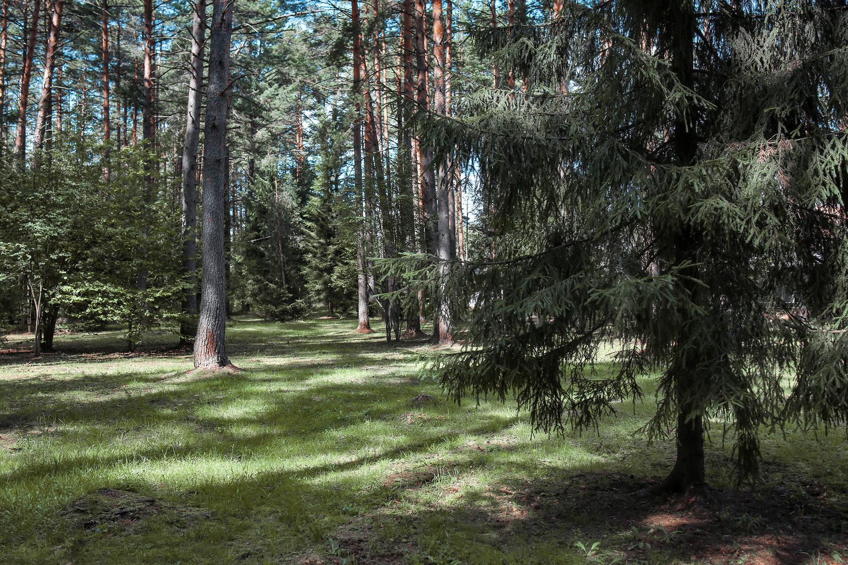 Лесное Тверской Области Фото