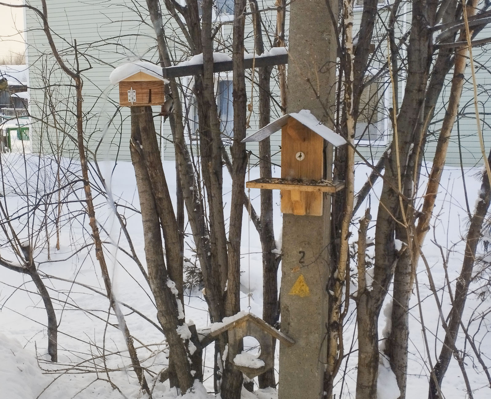 Птичьи кормушки в Байкальском заповеднике