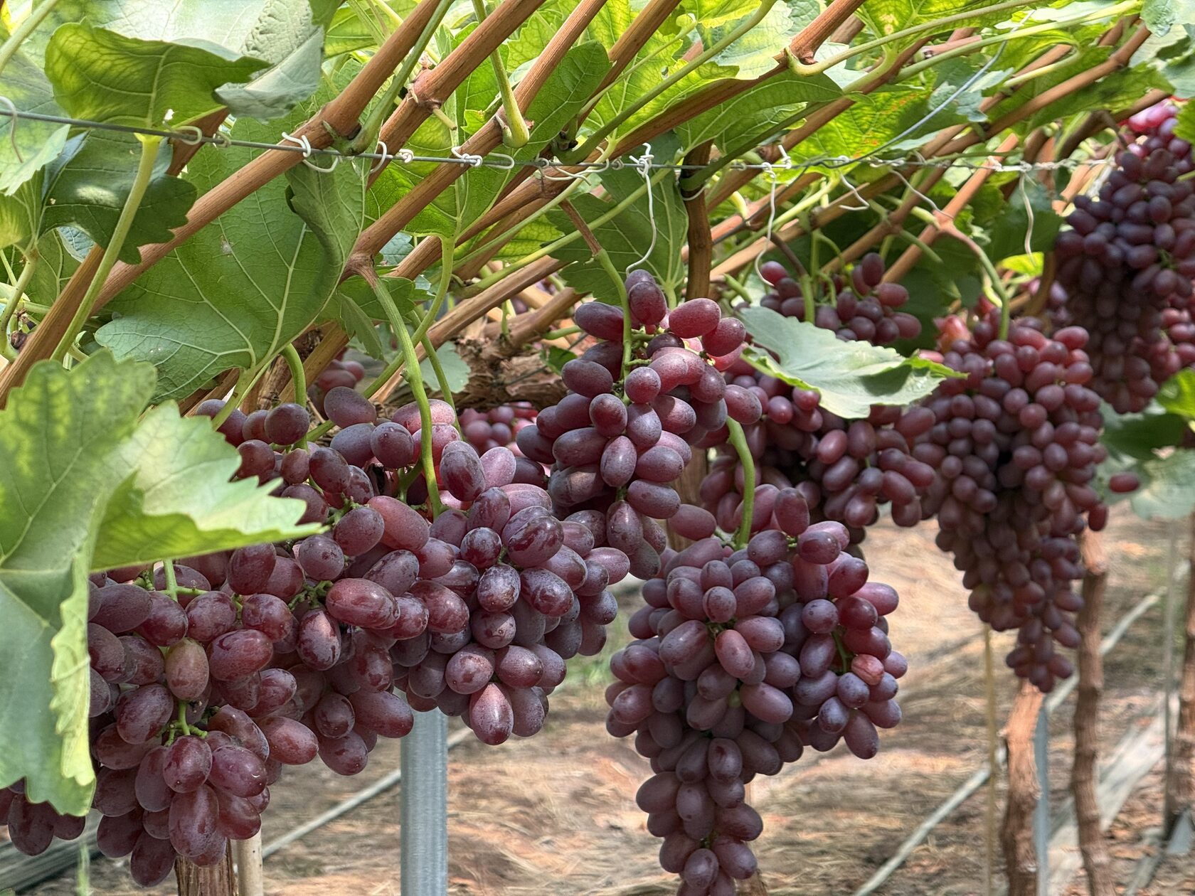 Fruit orchard in daylight
