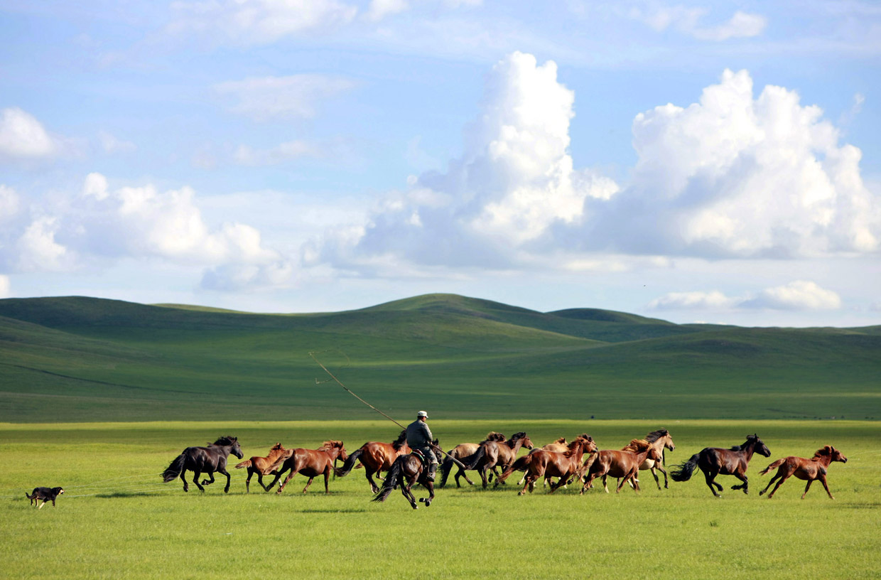 Табун лошадей Монголия Монголия