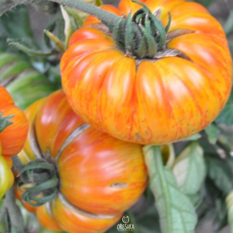 Seeds of Tomato Copy (solanum lycopersicum) — 10 pcs