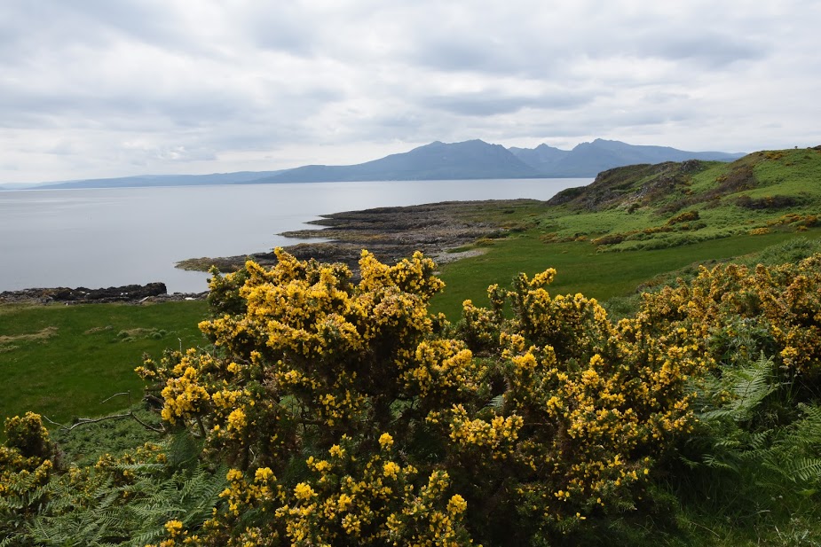 Gorse flowers