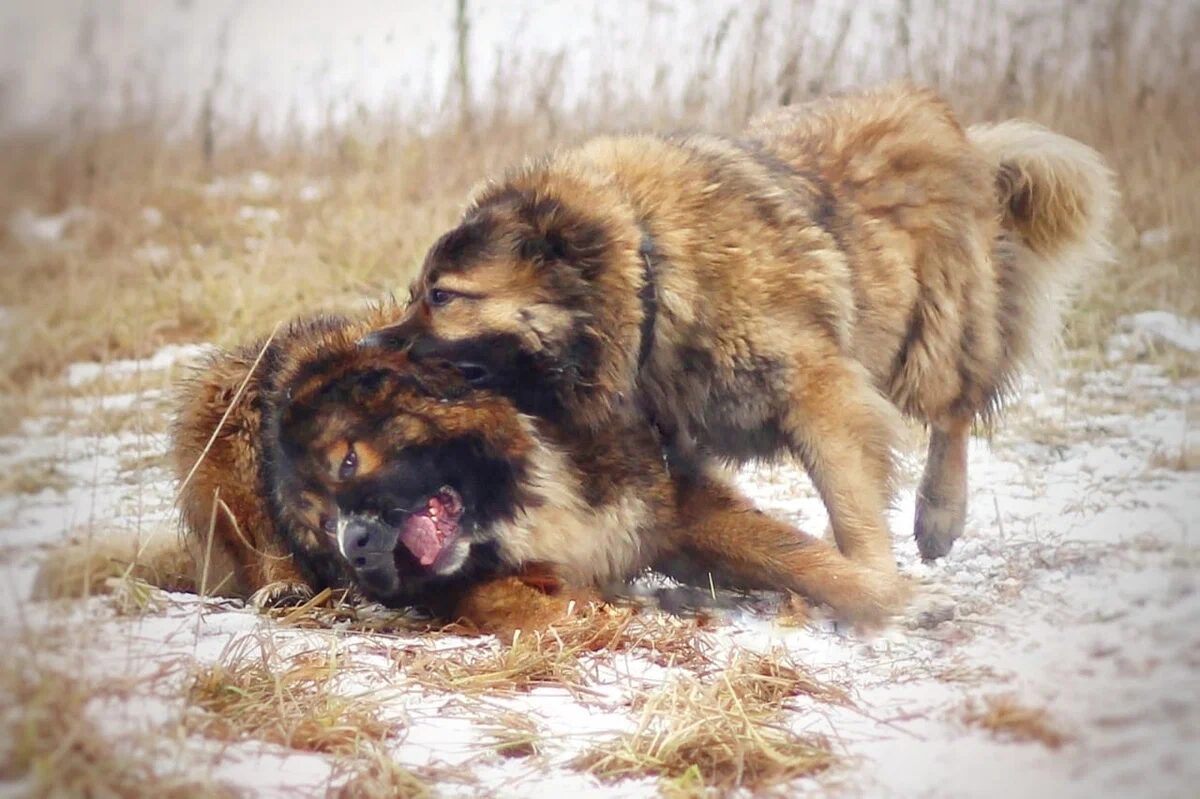 Хозяева с 3 овчарками.