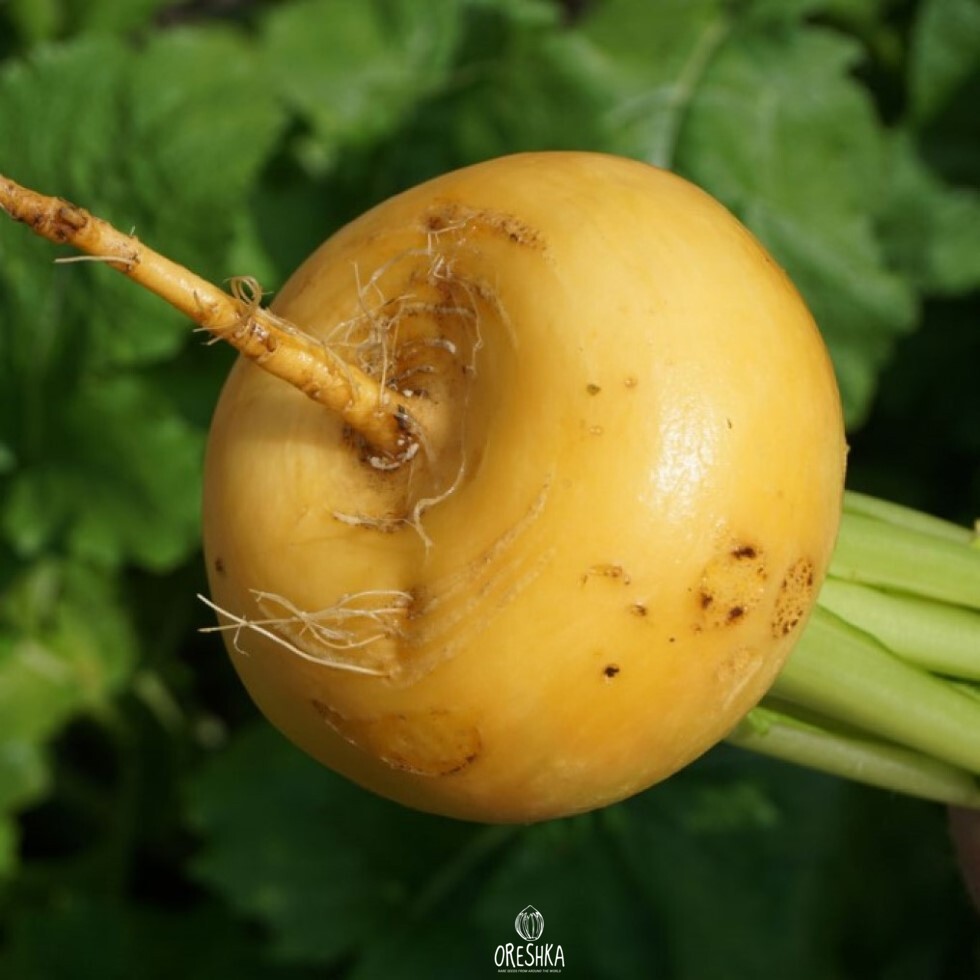 Seeds of Turnip petrovskaya (Brassica rapa) — 50 pcs