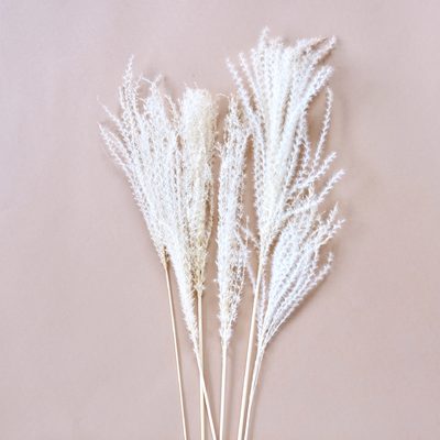 Séche - букеты из сухих растений
