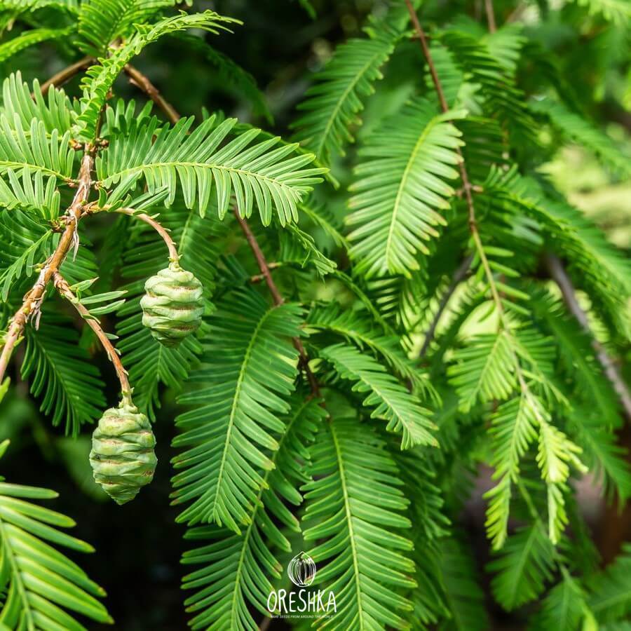 Метасеквойя глиптостробусовая Metasequoia glyptostroboides