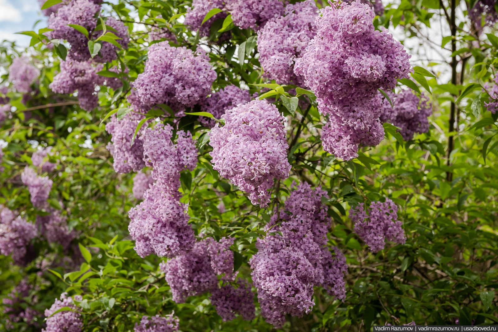 Черемуха, сирень сирень. Время сирени. Натюрморт с веткой сирени. Разливается аромат сирень стояла акации прятались. Акации гроздья душистые.