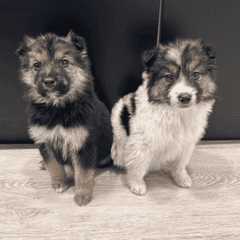 Тайсон и Рокки