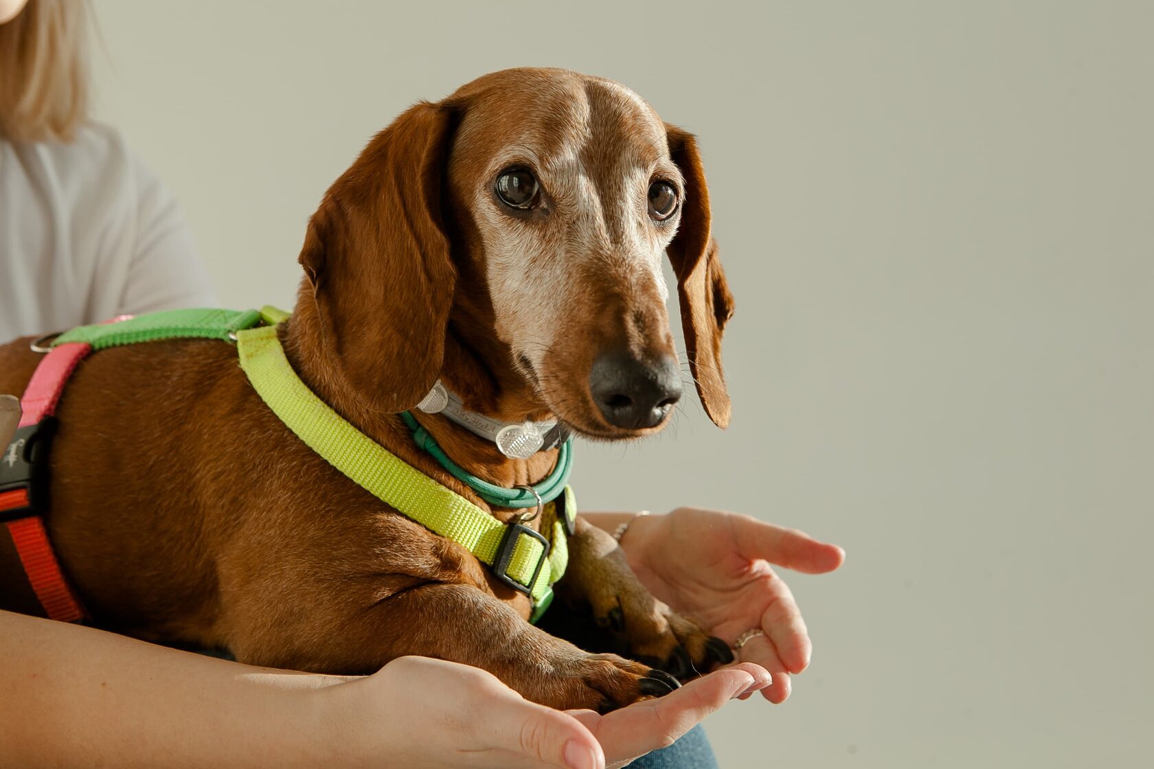 Дрессировка собак в домашних условиях: с чего начинать и главные правила | Royal Canin UA