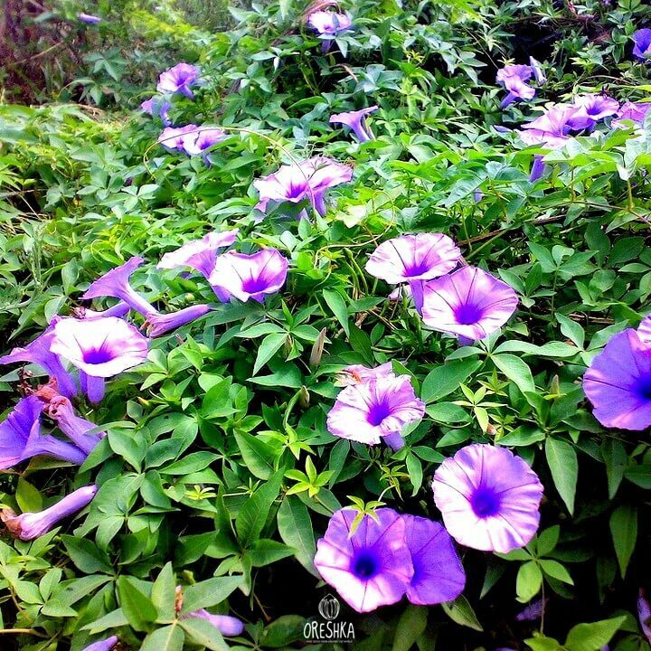 Лучшие лианы для беседок и пергол Climbing flowers, Flowering vines, Garden vine