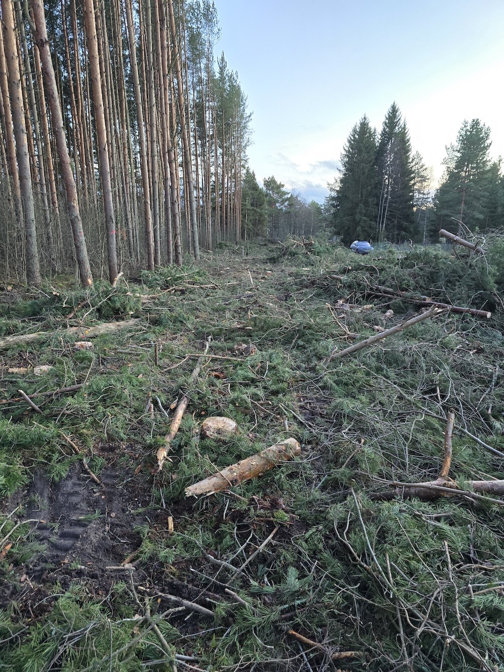 Так будет выглядеть участок после “дешёвой” расчистки с пнями