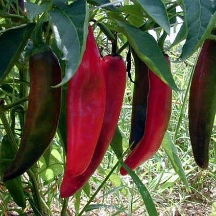 Seeds of Sweet Pepper Fry Type (Capsicum) — 10 pcs