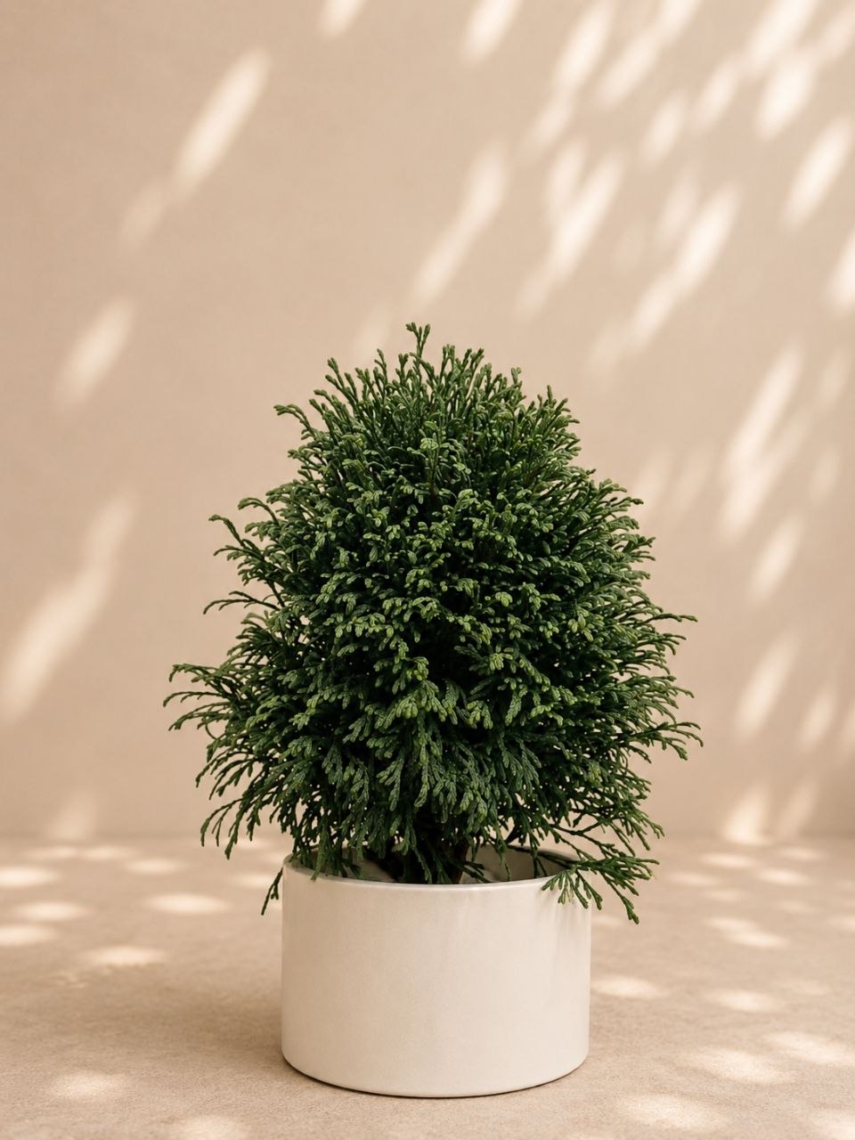 Thuja Green Bubble