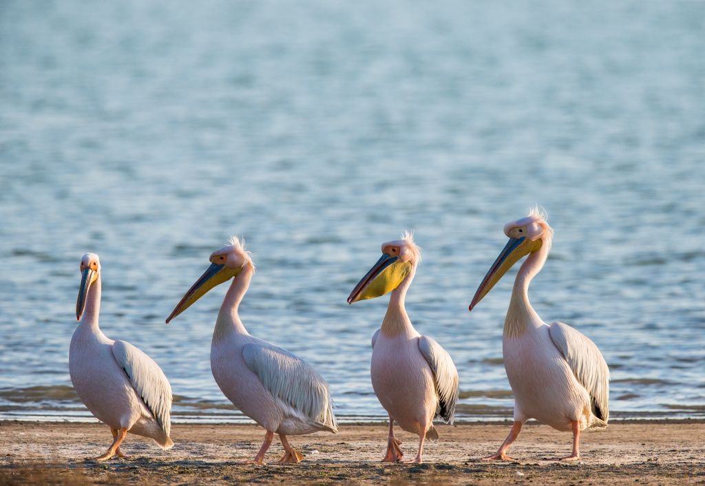 Розовый пеликан красная. Розовый Пеликан Маныч. Озеро Маныч-Гудило кудрявый Пеликан. Розовые Пеликаны в Калмыкии. Астраханский заповедник кудрявый Пеликан.