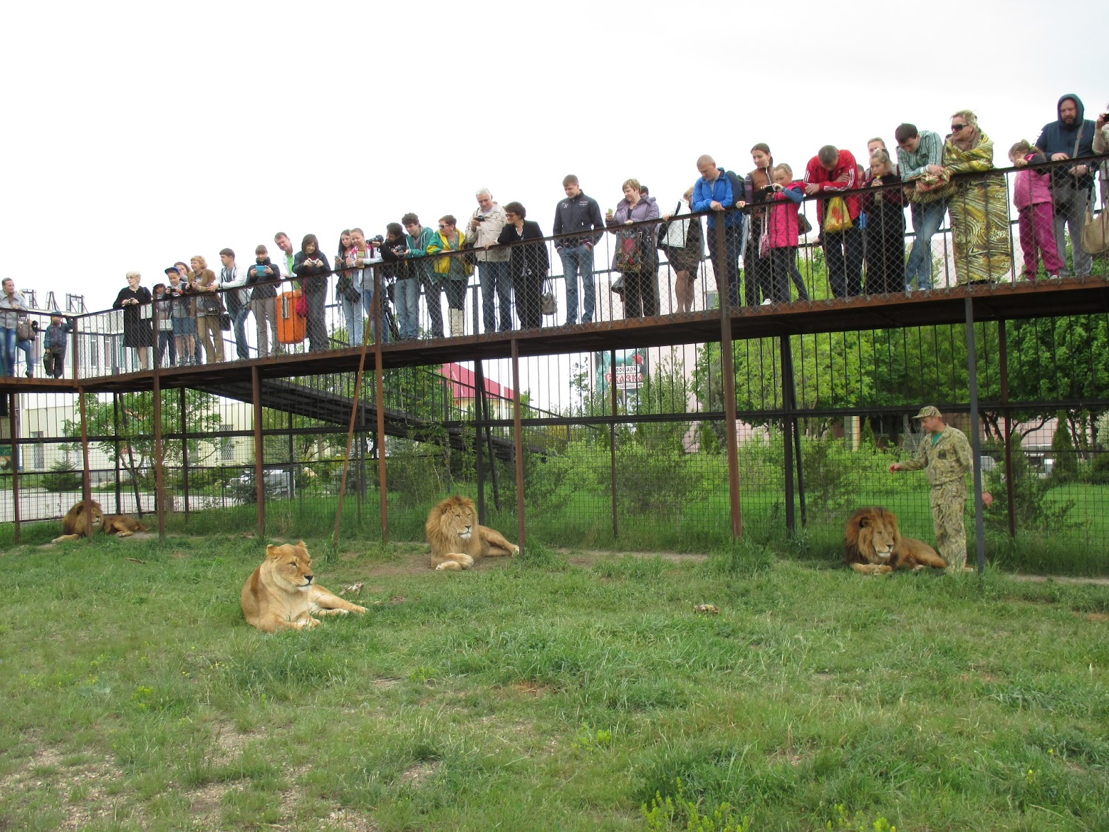 В «Тайгане» можно наблюдать за жизнью львов с металлических мостов