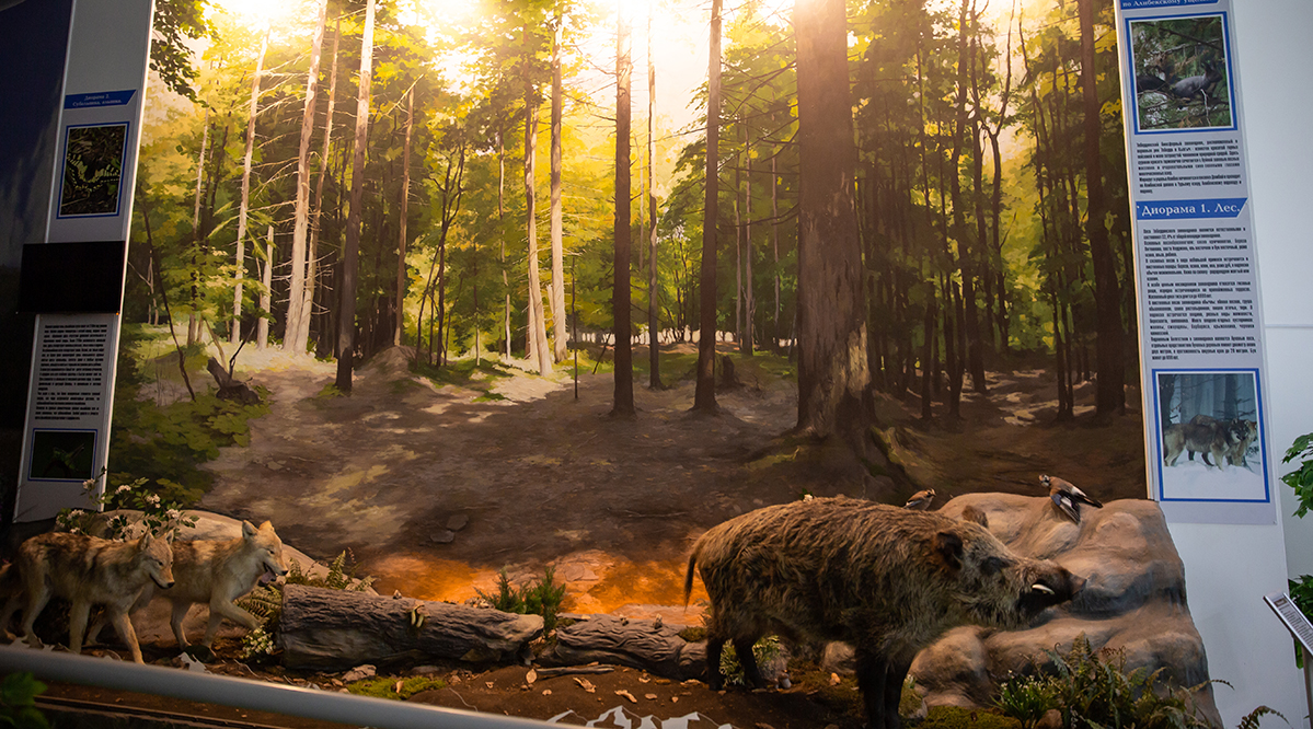 Изготовление диорамы лесной зоны