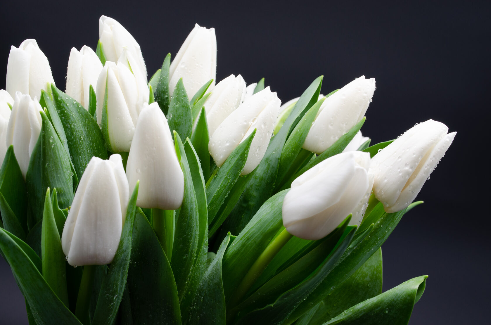 белые тюльпаны сорта фото