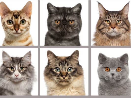Как отличается рацион для разных пород кошек?